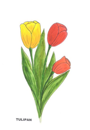 kwiaty - kolorowanka_tulipan rozw.jpg