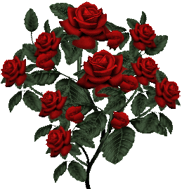 Kwiaty - Róże Pąki.gif