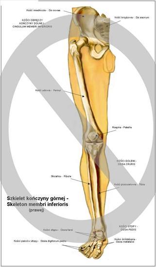 Fizjoterapia - noga.jpg