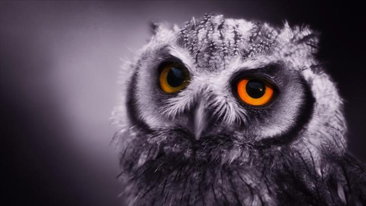 Tapety na pulpit HD - night_owl-1920x1080.jpg