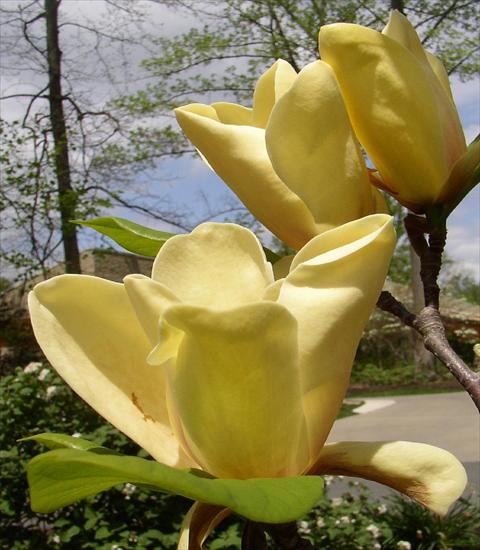 Magnolie  - magnolia-żółte kwiaty.jpg