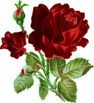Róże - Roze__7.gif