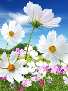 Kwiaty - Flowers4.jpg
