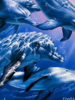 Zwierzęta - Dolphin.jpg