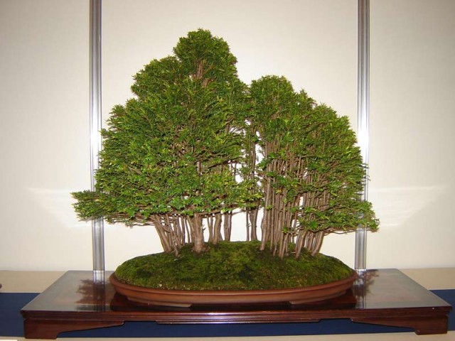 BONSAI DRZEWKA - Drzewko bonsai.jpg