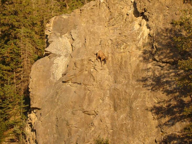 kozice - crazy-goats-on-cliffs-15.jpg
