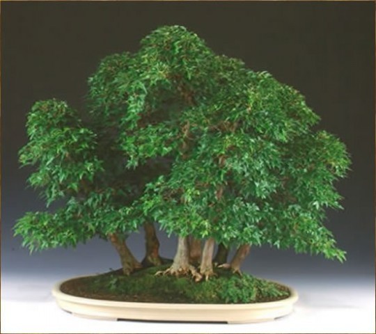 BONSAI DRZEWKA - Drzewko bonsai.jpg