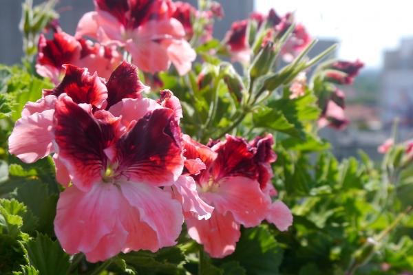 pelargonie - pelargonia angielska.jpg