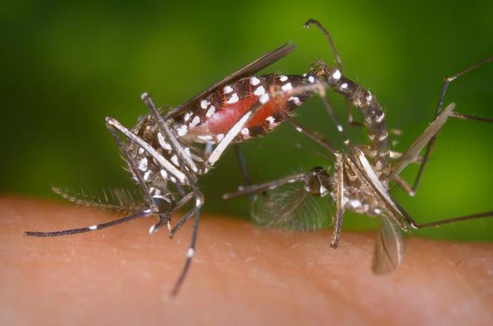 MAKROFOTO KOMARY - aedes_albopictus05.jpg